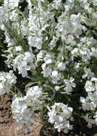 Matthiola incana                                  